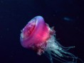 /album/ostatne/underwater-wallpaper-48-13340-jpeg/